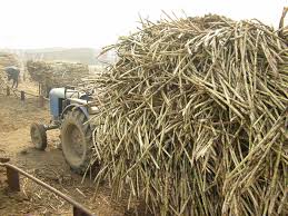 sugar cane