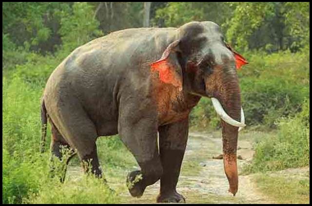 red eared elephant 1