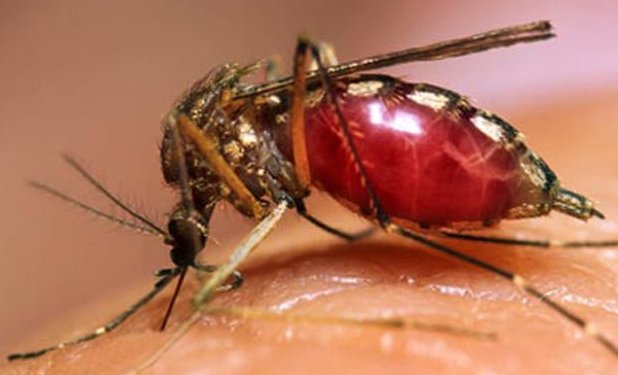 dengue should be declared as epidemic