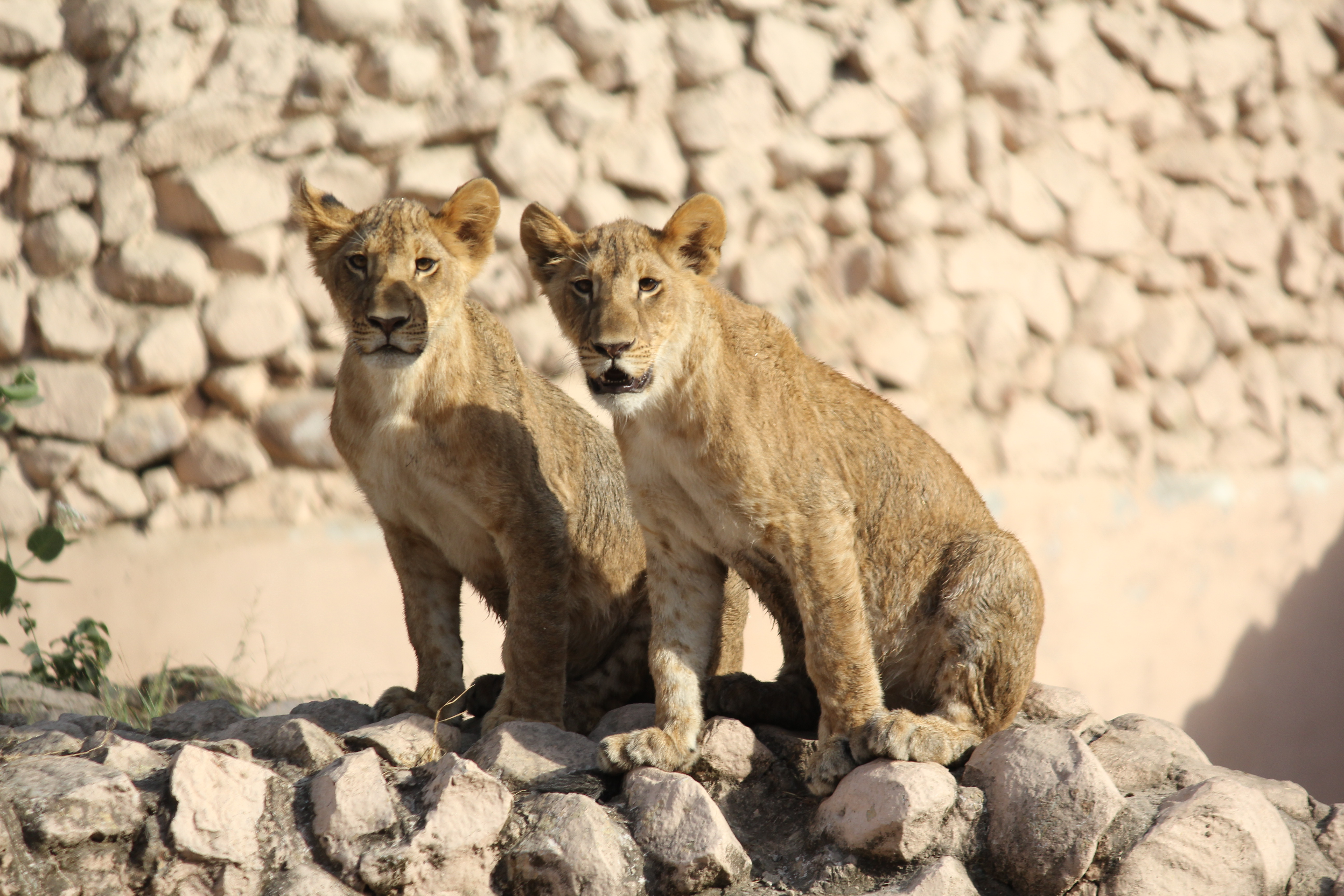 Lucknow Zoo_Uttar_Pradesh_org