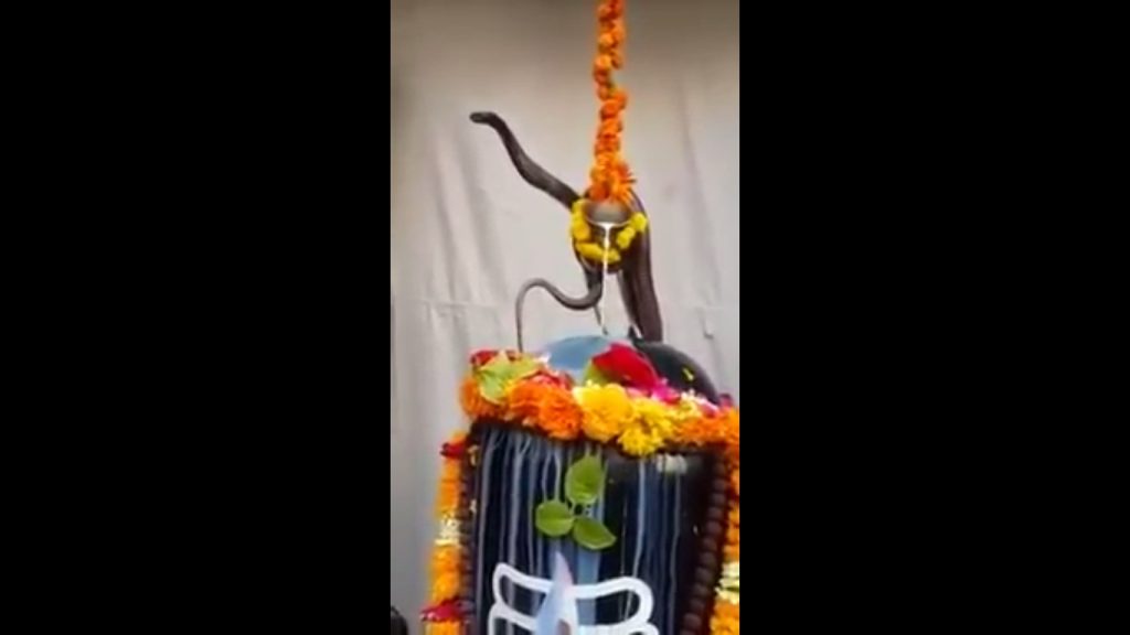 snake droping milk to shivling