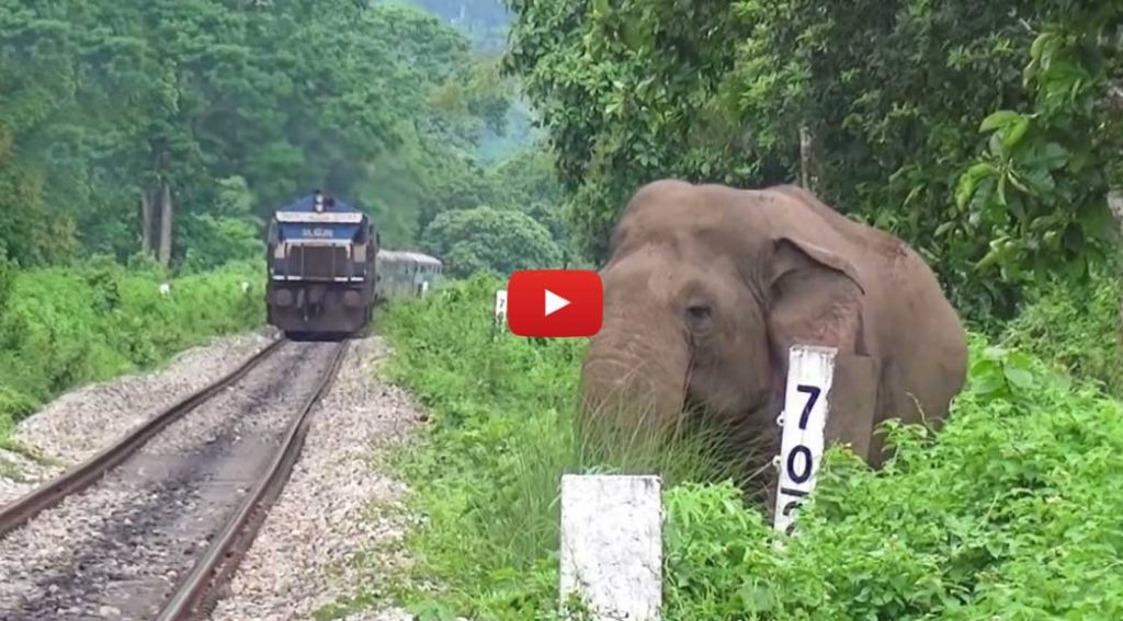 Man Trying To Stop The Train To Save Elephant