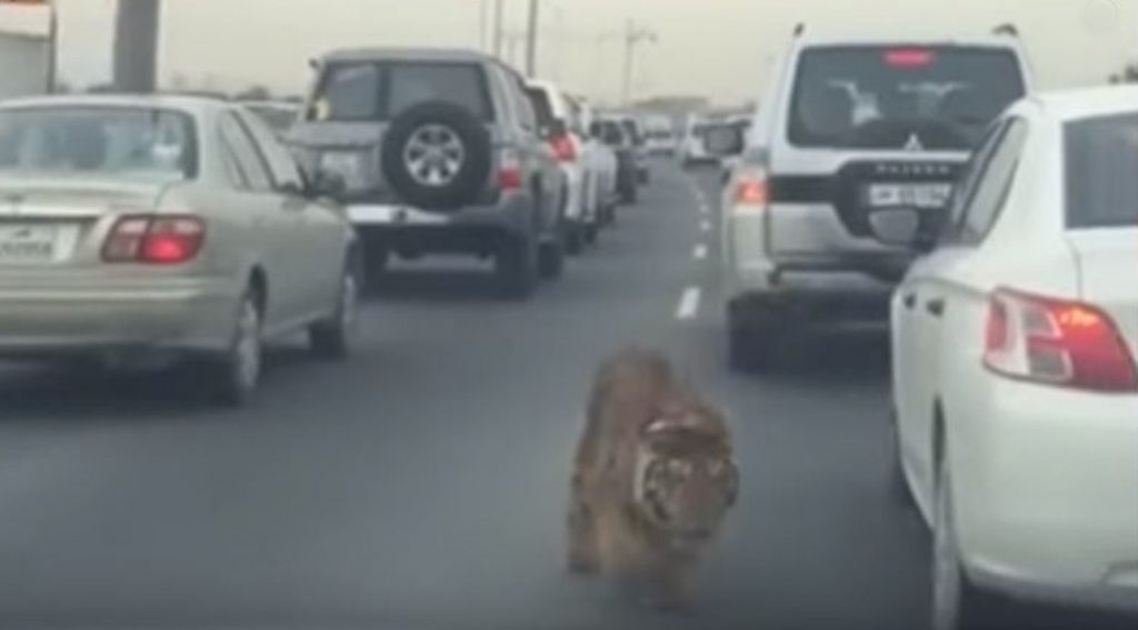 Tiger escapes and walks through traffic jam