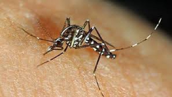 chikungunya