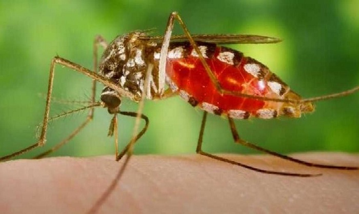 Dengue