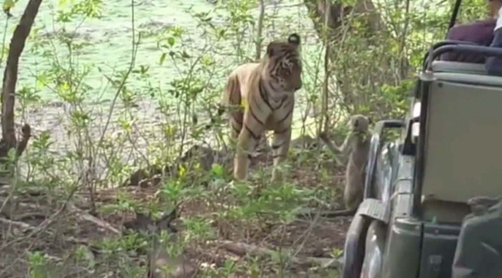 Tiger Swipes at Monkey