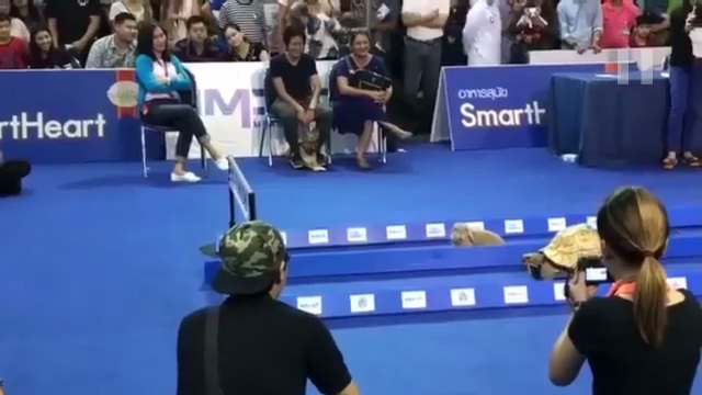 Rabbit Vs Tortoise Race in Real Life