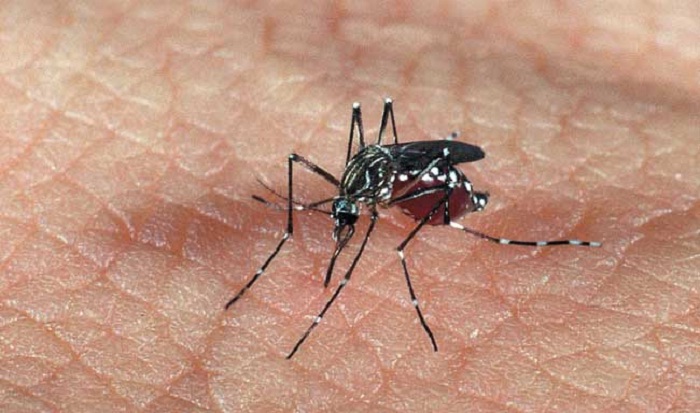 dengue