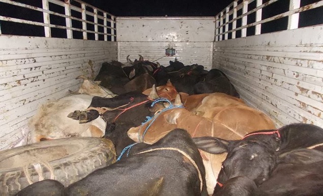 cow smuggling