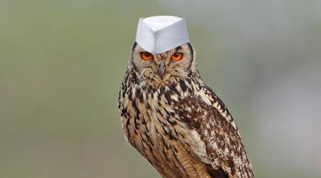 owl