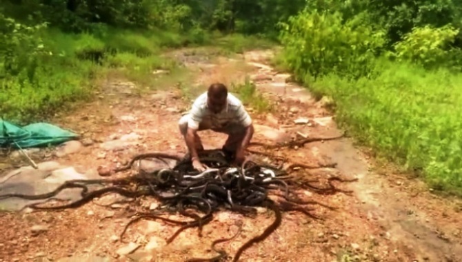 snake-catcher-releases-hundreds-of-snakes-2