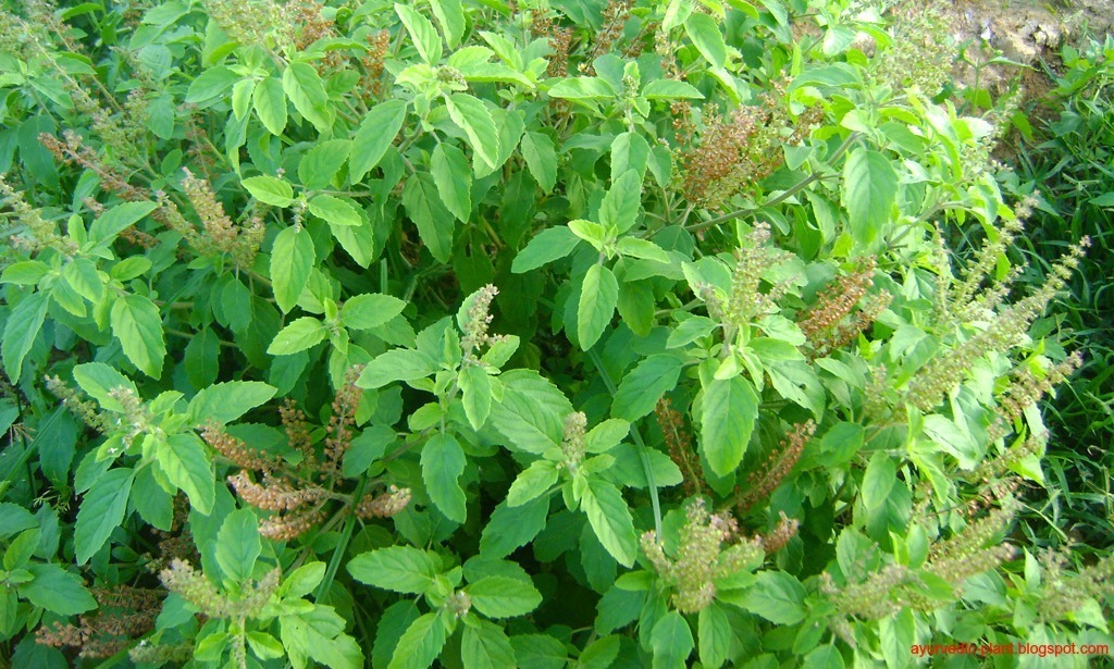 tulsi-plant