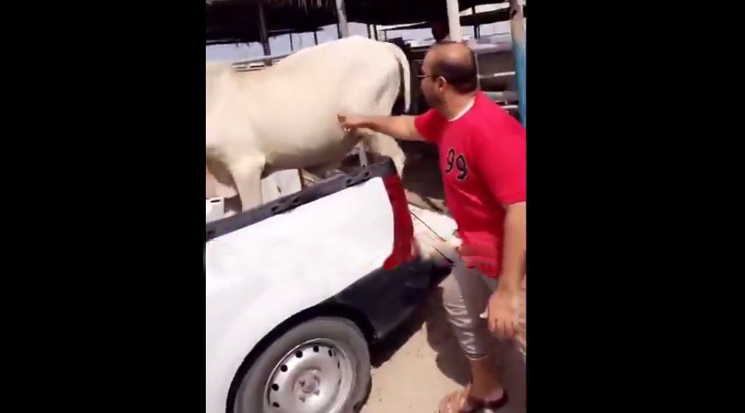 Cow kicks a guy on the stomach