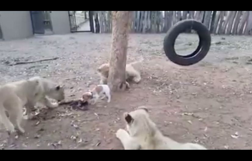 Lions Cubs vs Little dog