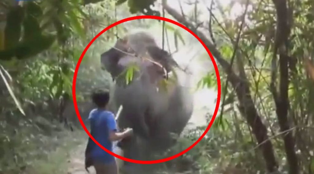 Man Stops Charging Elephant