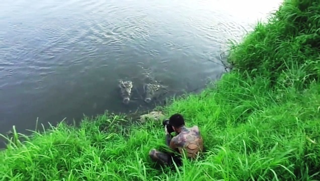 crocodile attack