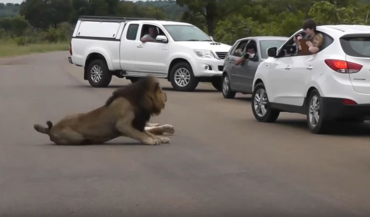 Tourists hanging out of their car at a lion sighting