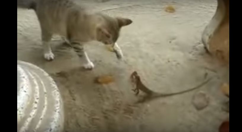 Cat and Chameleon Fight