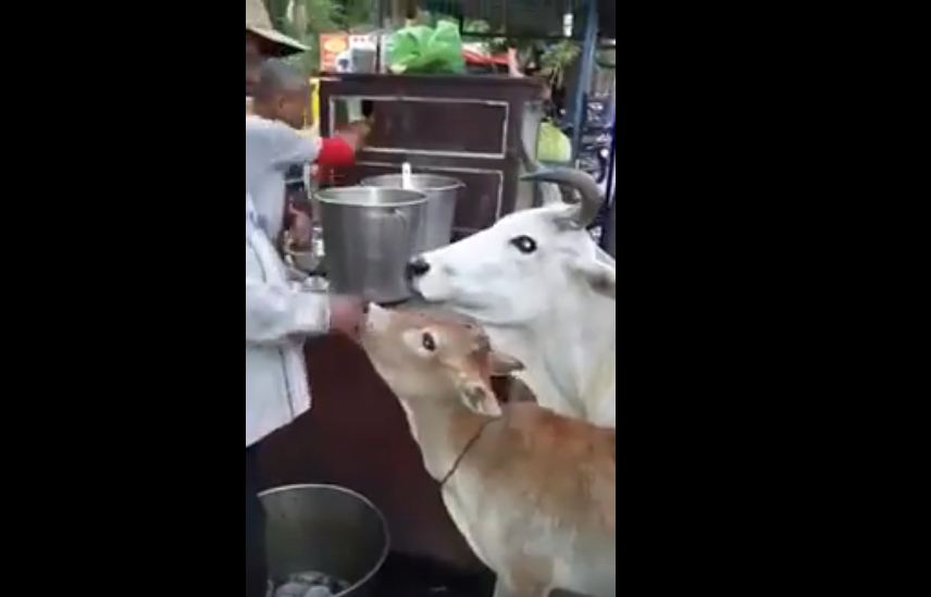 Cow Eating Golgappe