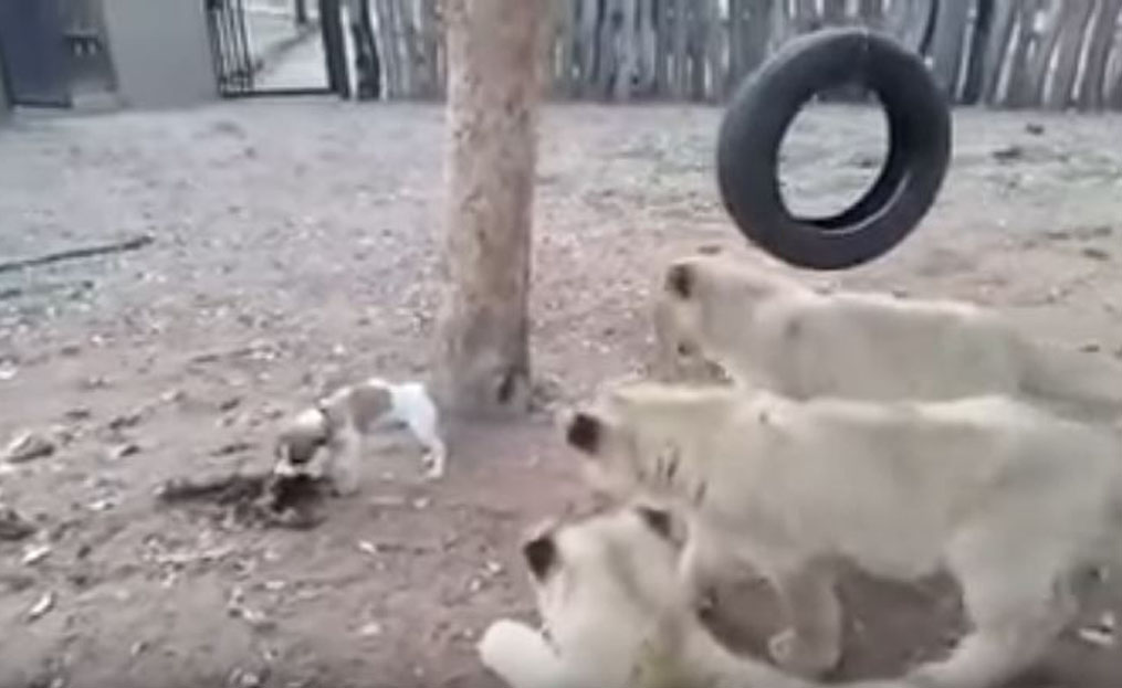 dog with lions