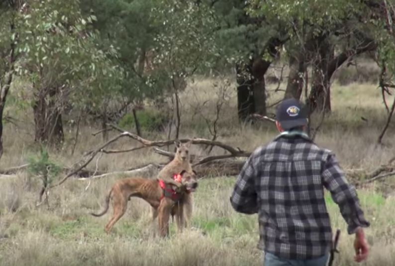 man fight kangaroo