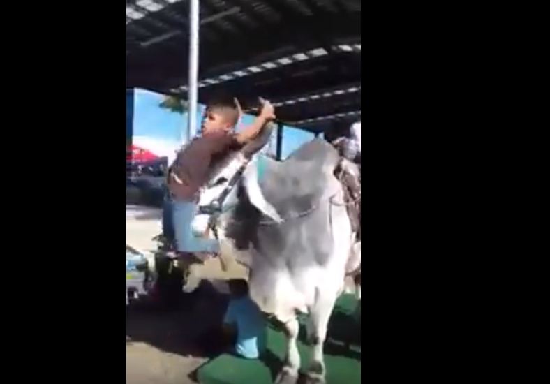 kids playing with bull