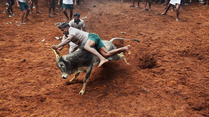 pongal jallikattu case