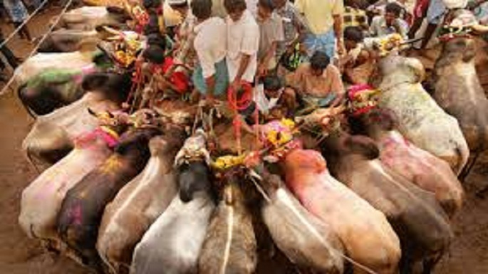 jallikattu ordinance passed