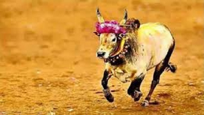 jallikattu sport organised