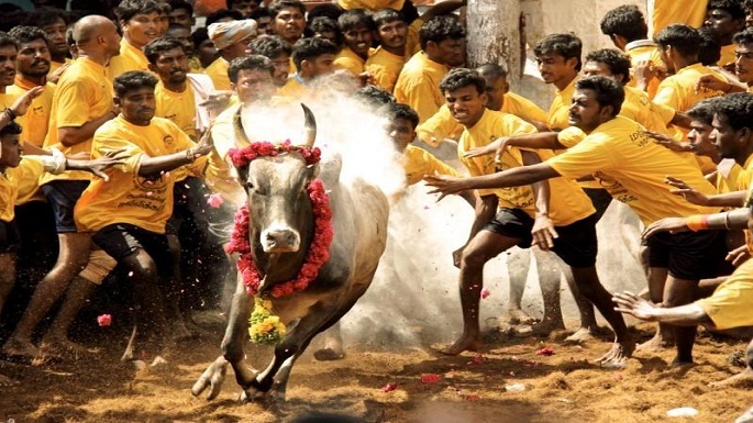 DMK protest jallikattu