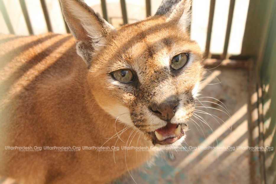 Lucknow zoo