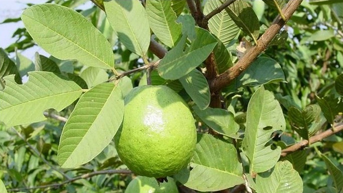 guava leaves