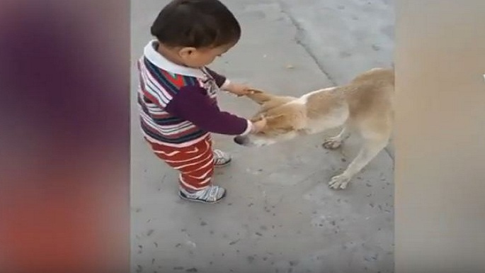 Baby and dog video