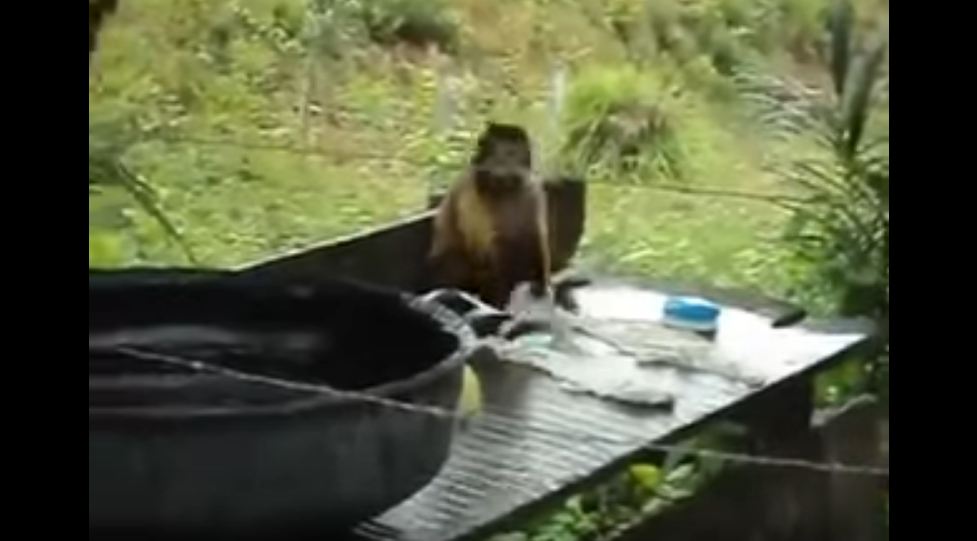 Monkey Washing Cloths