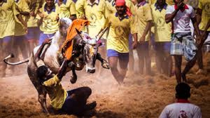 jallikattu organised 49 injured