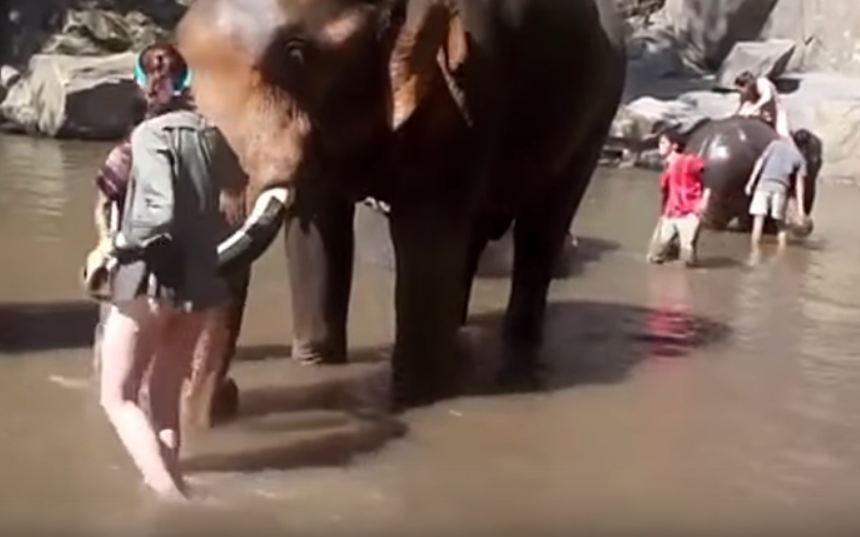 girl with elephant video