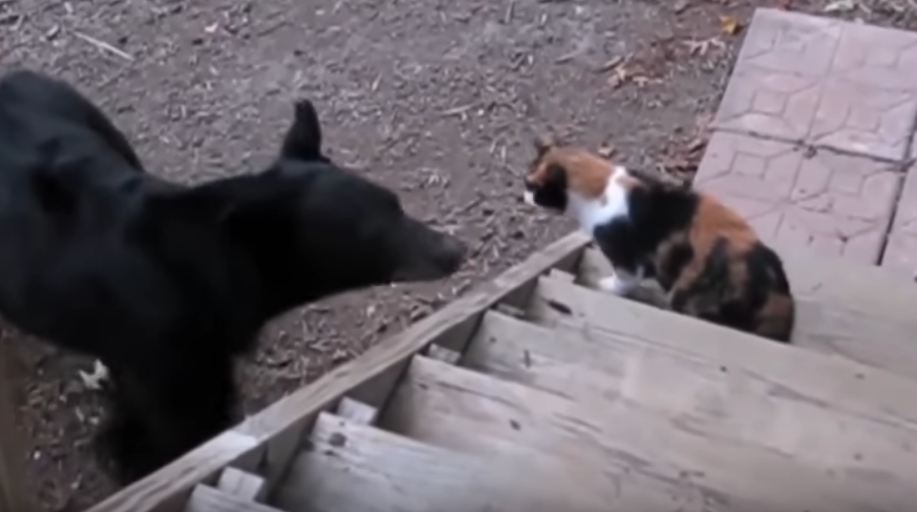 cat slapped bear video