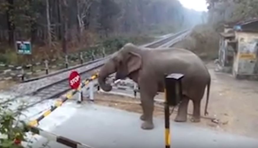 Elephant Lifts Barrier video