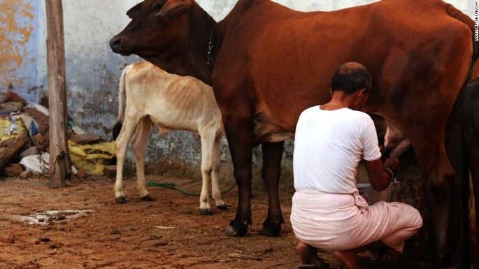 five lakh cash best cow