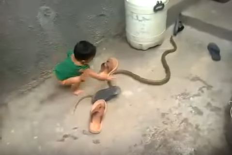 child playing with cobra