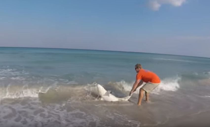 Man Rescues Shark