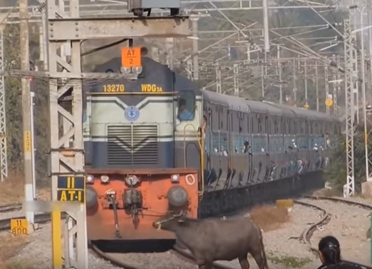 Buffalo Stopped Train