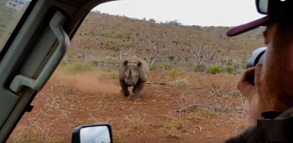 Rhino Attacks Car