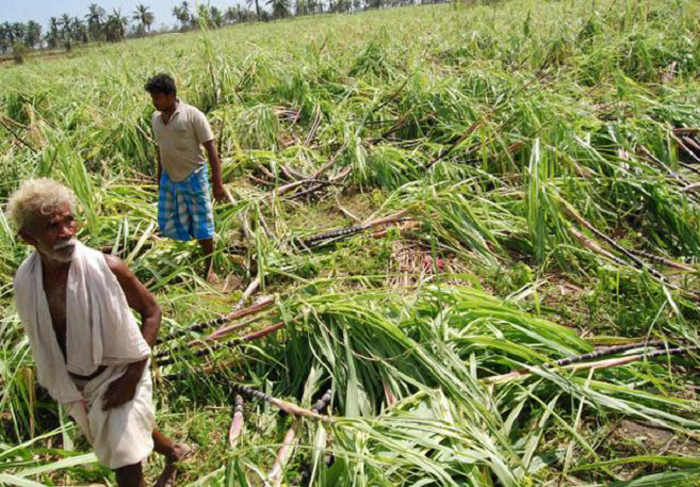 sugarcane farmer payment