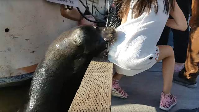 Sea lion snatches little girl