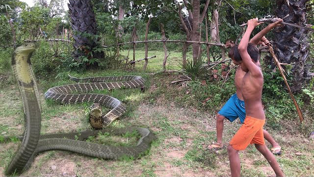 Children Catch Snake Video