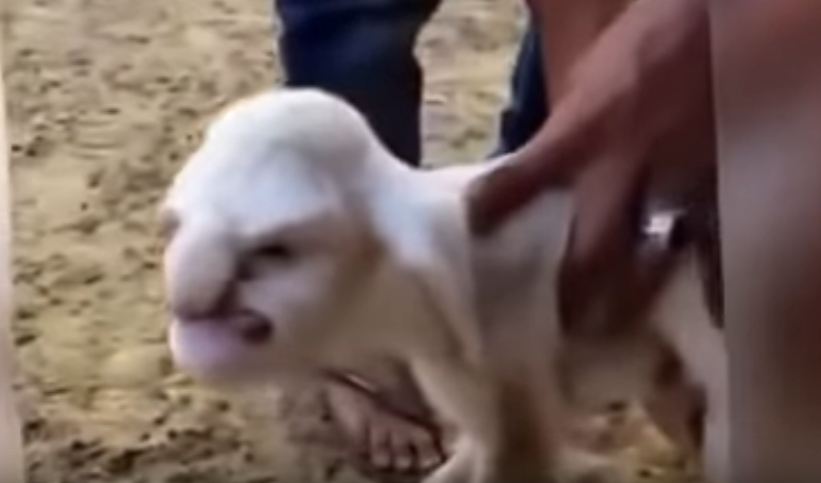 Lamb Born With Human Face