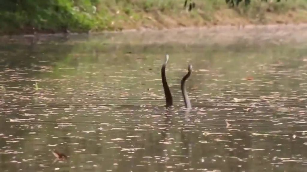 Snake Romance In Water