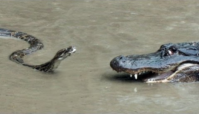 Python attacks Alligator