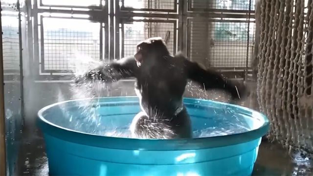 Break dancing gorilla